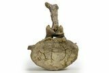 Sauropod (Camarasaurus) Caudal Vertebra - Wyoming #305154-10